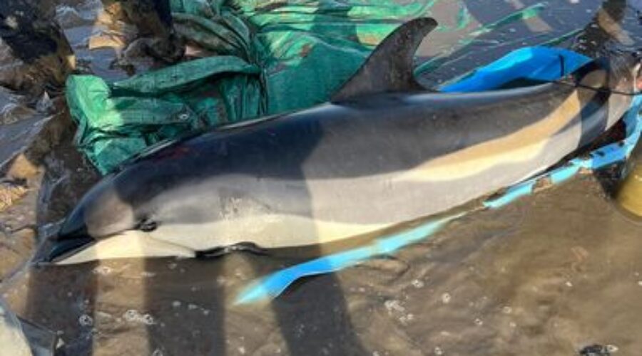 Dozens Help Rescue Dolphins In Digby