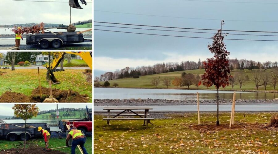 Lunenburg Undertakes Fall Tree Planting