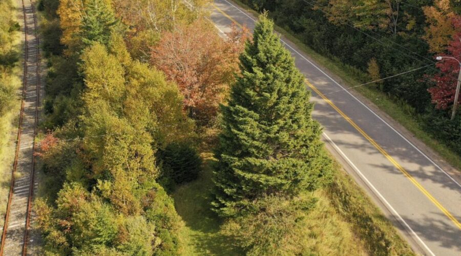 Massive Tree for Boston being gifted by Cape Breton family
