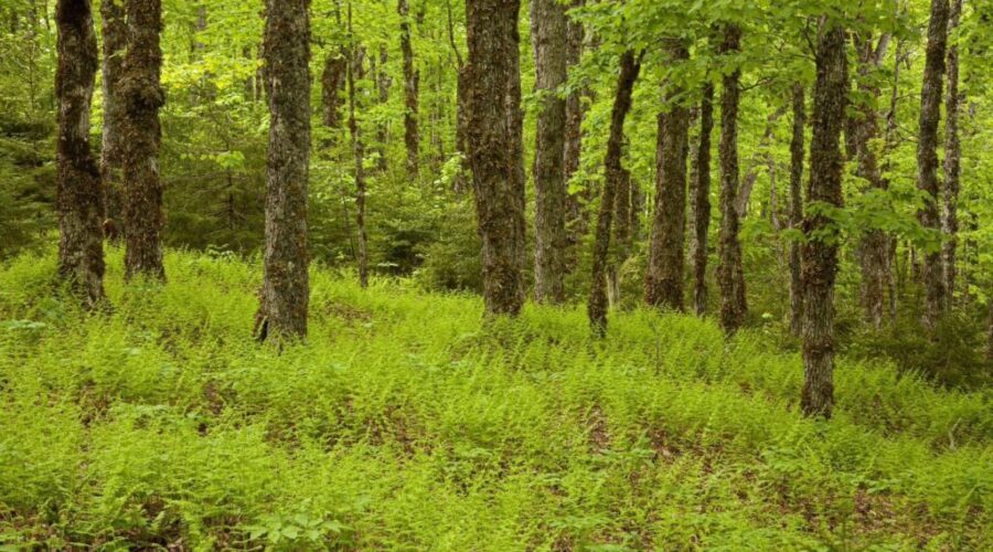 Sackville gets newly designated 800 hectare wilderness area