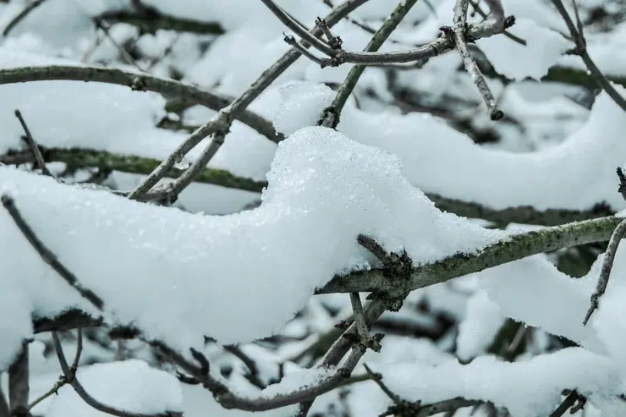 Dreaming Of A White Christmas
