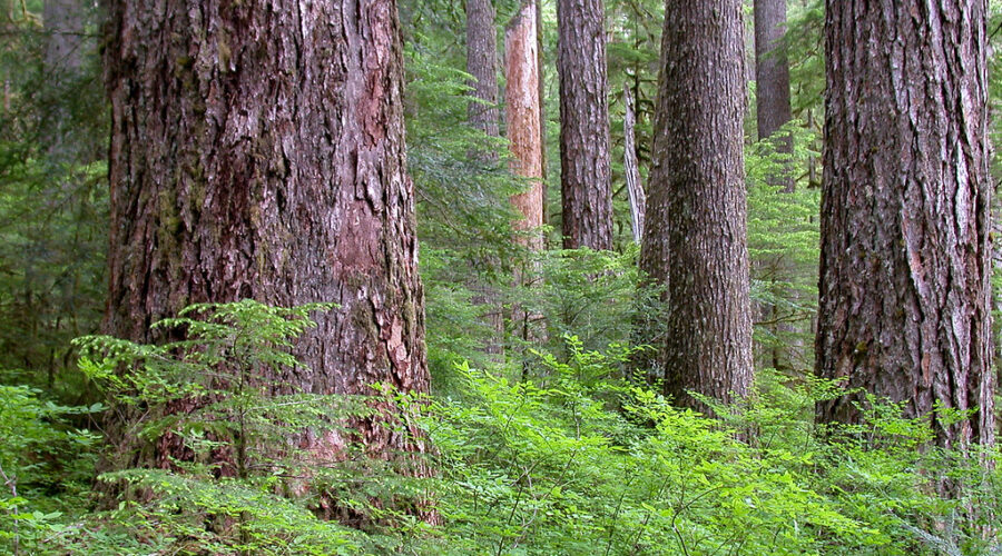 Nova Scotia Power to likely use a lot more biomass over the next three years