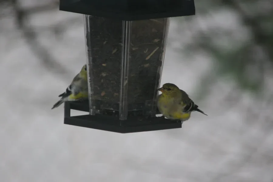 Feeding The Birds