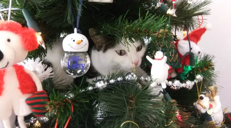 A Tree Might Not Work Out