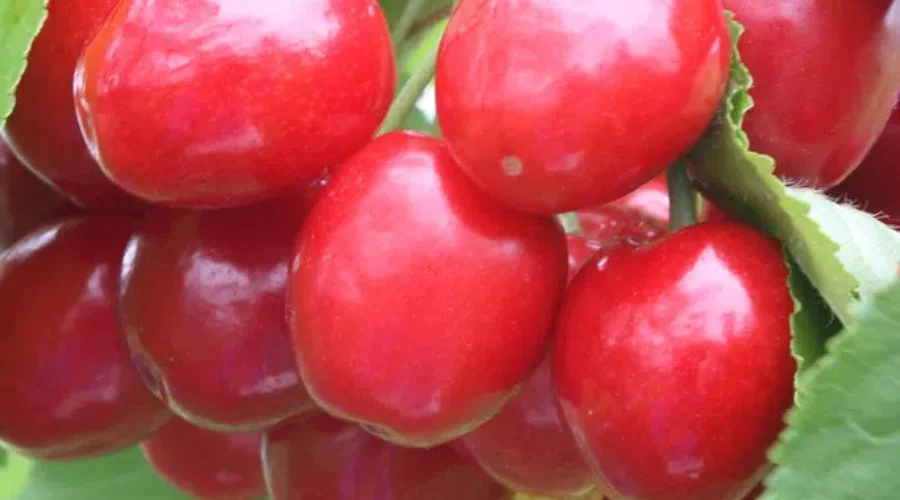 It’s Not Easy Finding Green