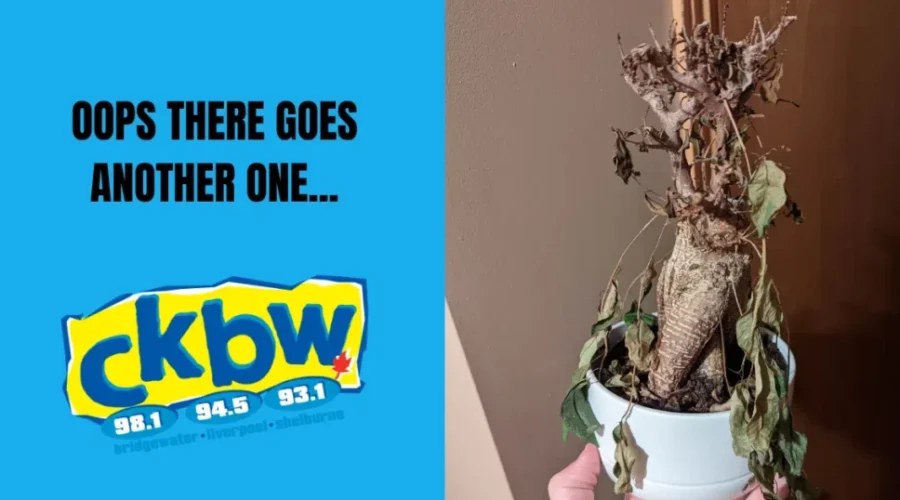 House Plants! How Do You Keep Those Things Alive!?