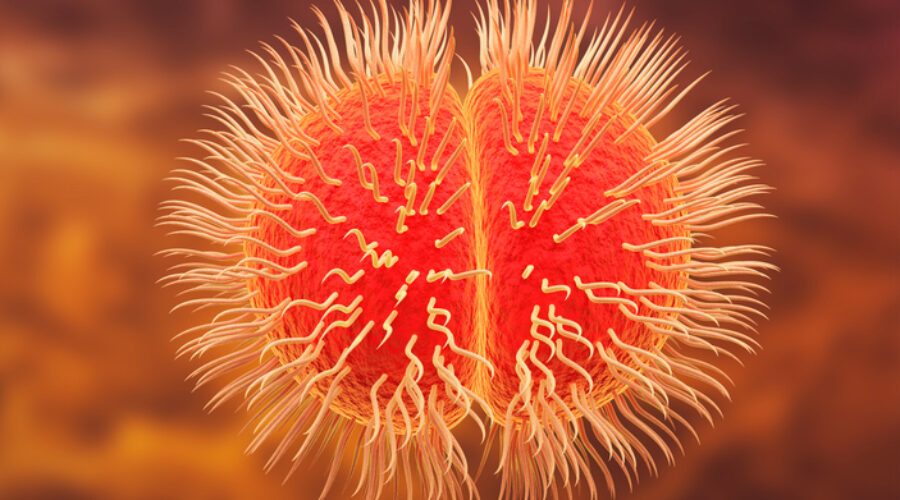 Dalhousie Student Dies From Meningococcal Disease