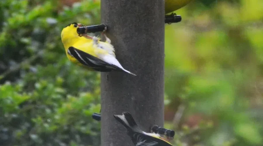 The Good And The Bad or a Warm Winter