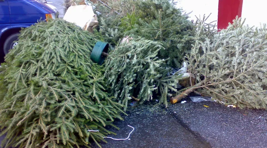 Is Your Tree Gone Yet?