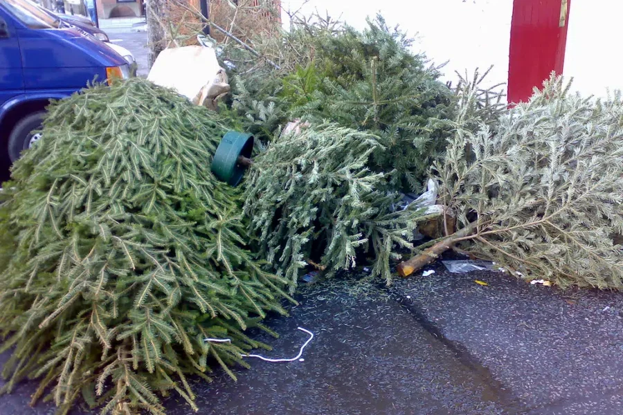Is Your Tree Gone Yet?
