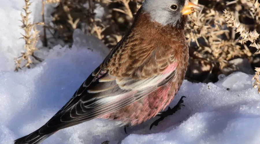 Interesting Visitors