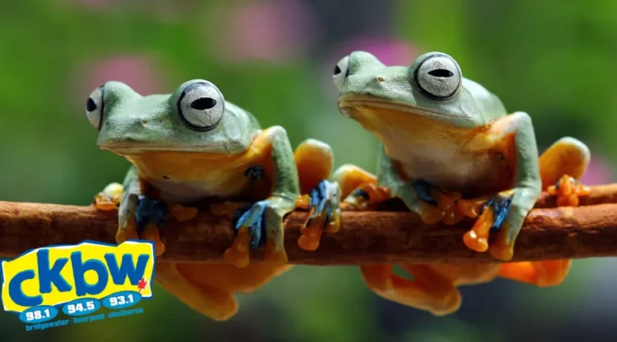 You Can Actually Own These Unique Pets In Nova Scotia!