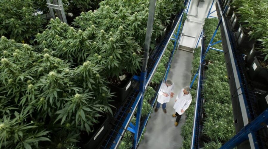 Organigram Posts Best-Ever Gross Quarterly Profit