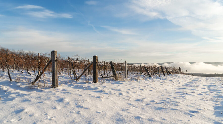 Grape Growers Facing Tough Season Following Cold Snap That Killed 95% of Crop