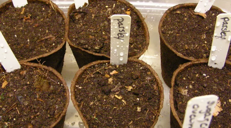 At Least We Can Dream