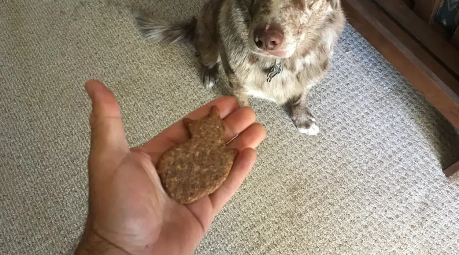 Another Excuse To Celebrate With The Dog