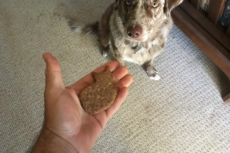 Another Excuse To Celebrate With The Dog