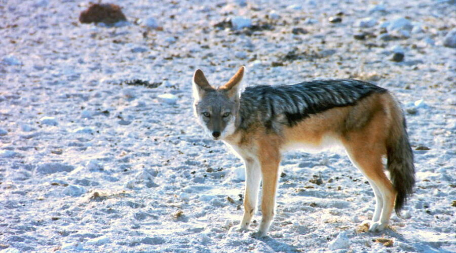 NS Provides Safety Tips As Coyotes Enter Mating Season