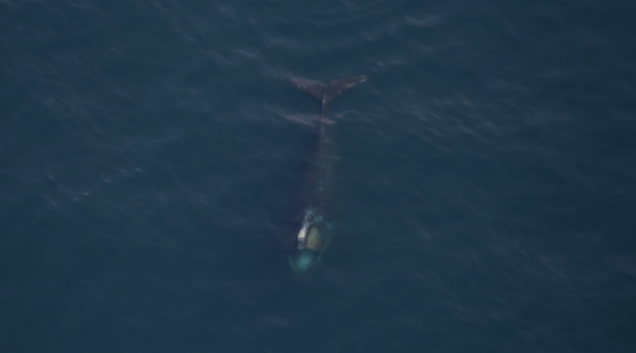 North Atlantic Right Whale Disentangled From Canadian Gear