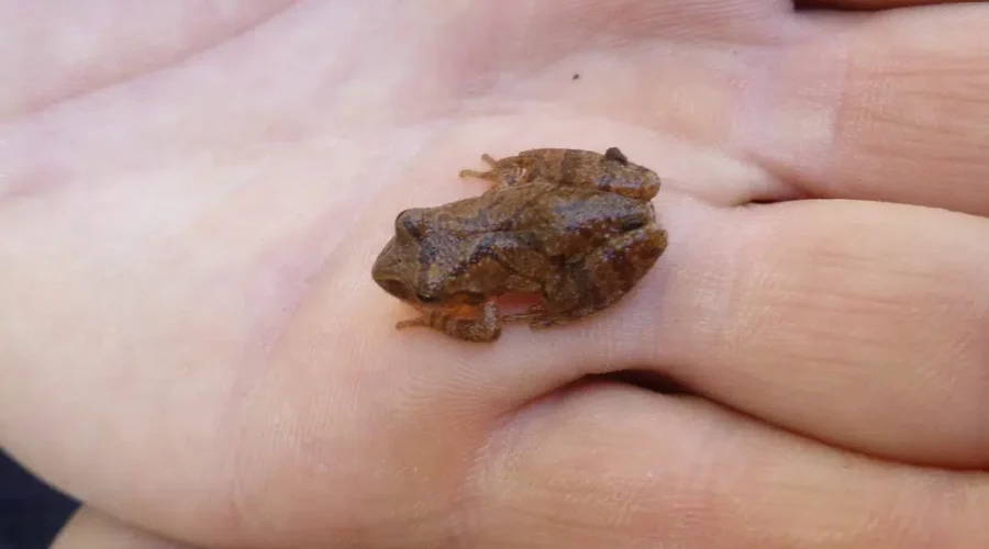 Jeepers Creepers, Have You Heard The Peepers?