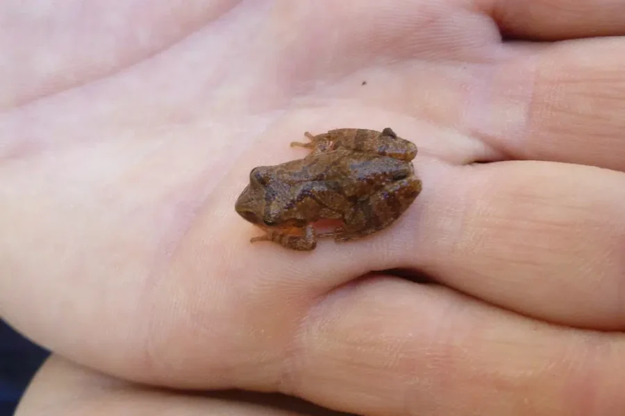 Jeepers Creepers, Have You Heard The Peepers?