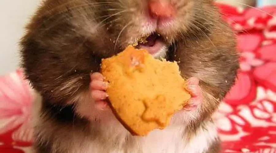 Home Cooked Meals For Your Pet?