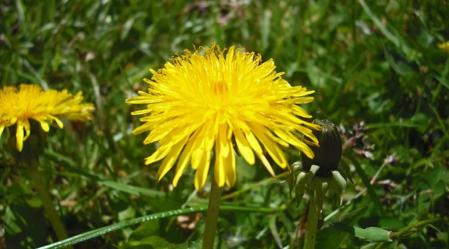 What’s Your Sign Of Spring?