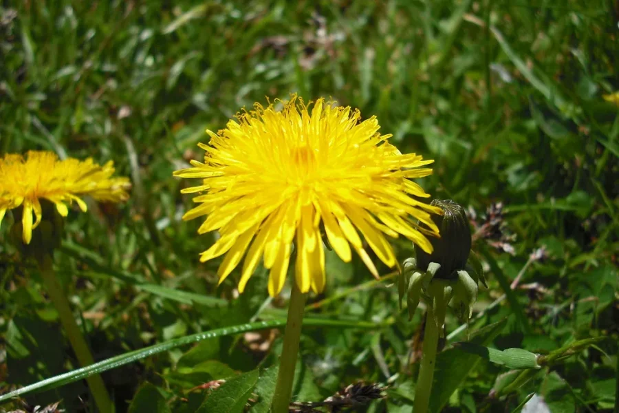 What’s Your Sign Of Spring?