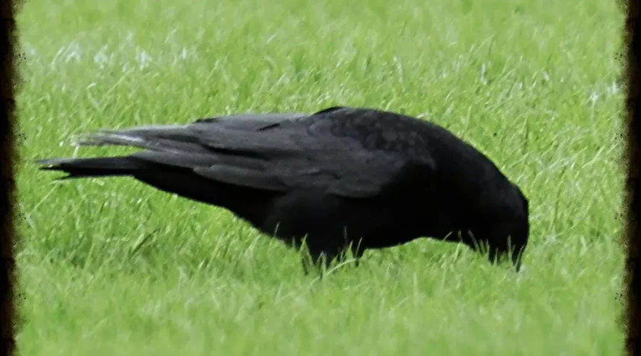 They Have To Eat, Too