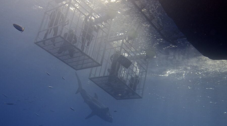 Great white shark cage diving experience launches in NS