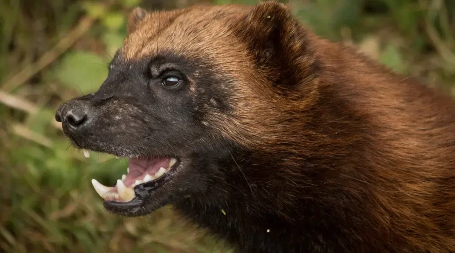 March Madness Coming To An End