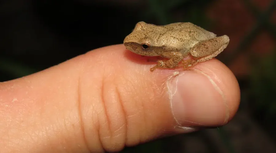 It’s Peeper Official