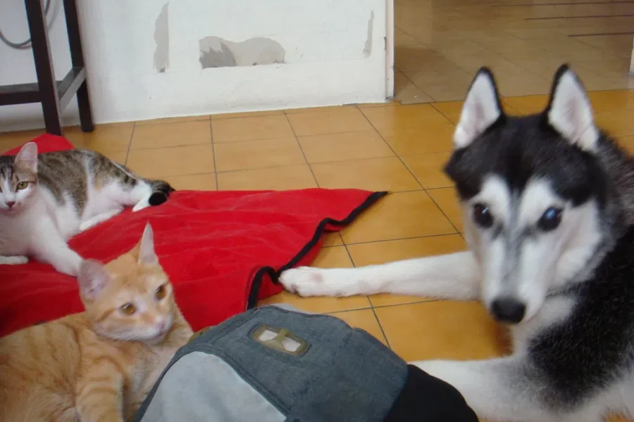 A Day For Pets
