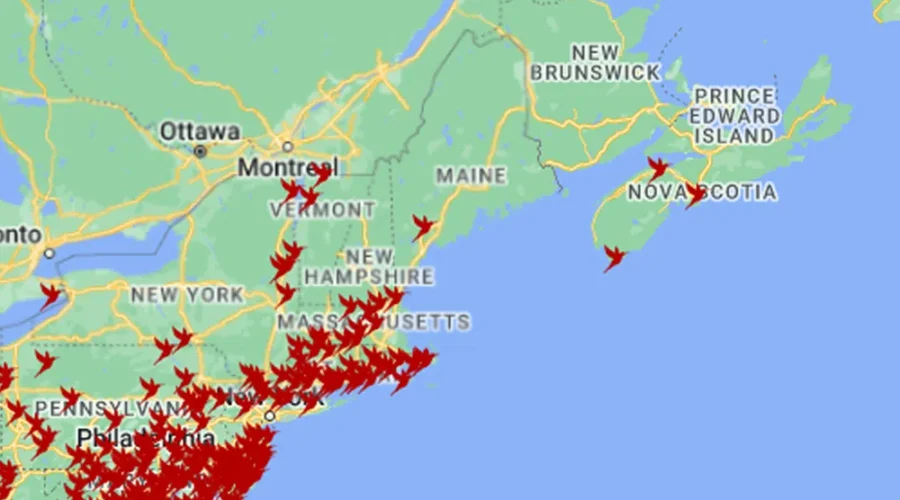 Do You Own A Hummingbird Feeder?