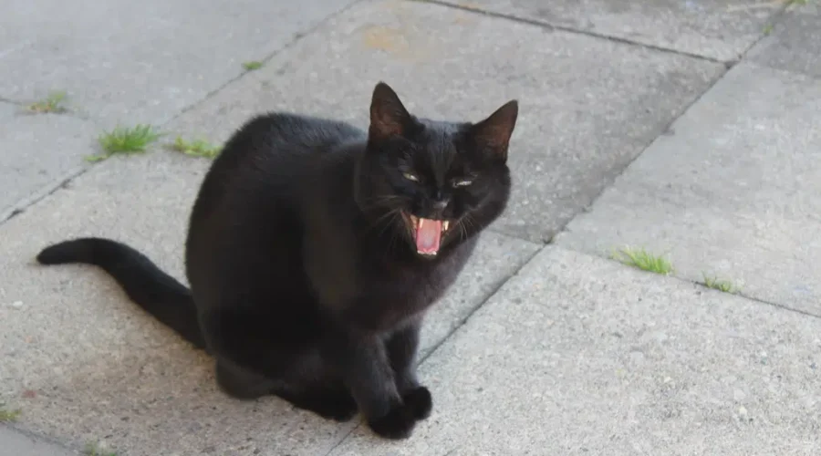 There Seems To Be A Day For Everything