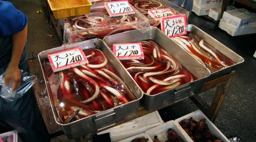 Ever Eaten Eel?