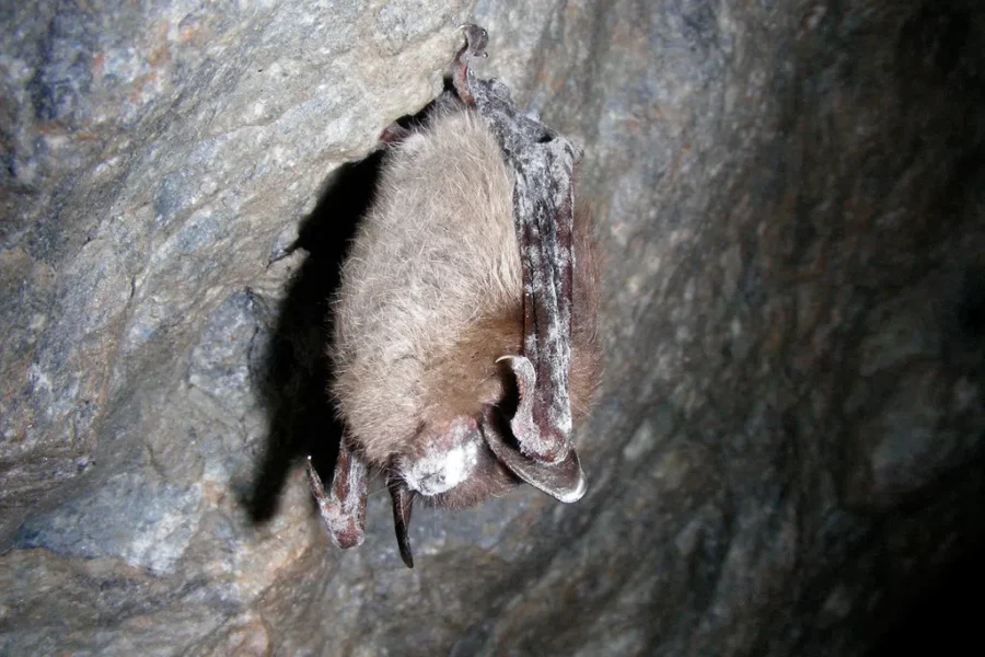 Searching For Bats