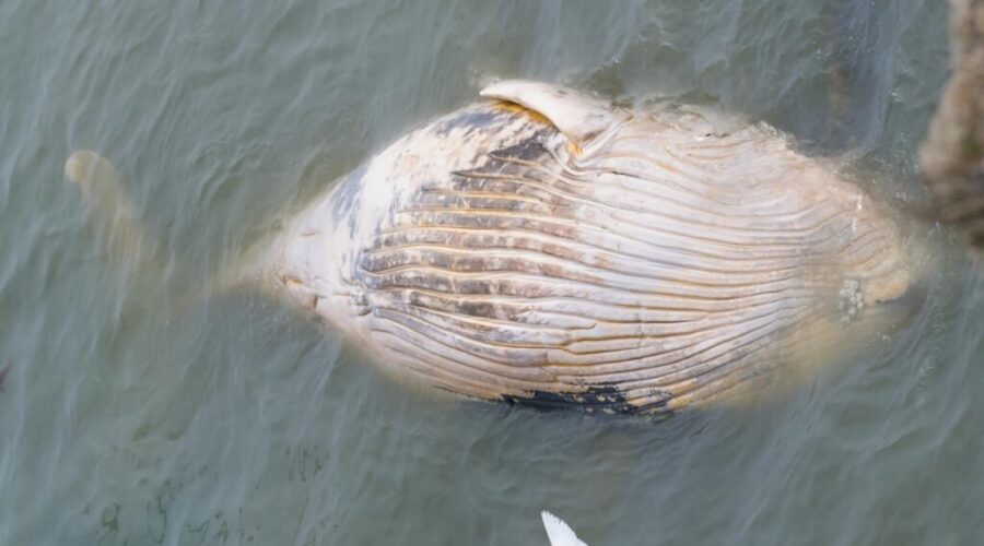 Dead whale in Glace Bay draws onlookers