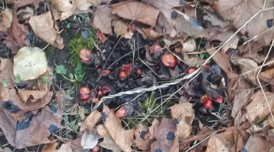 Things Are Popping Out