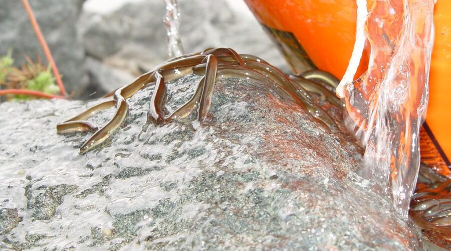 Churchill calls for Houston government to step up in elver closure