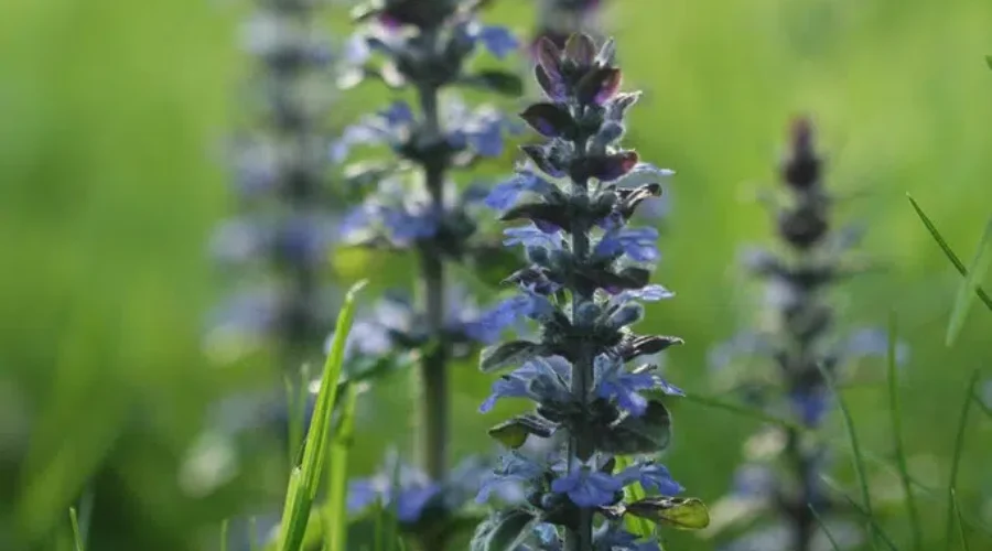 To Mow Or Not To Mow