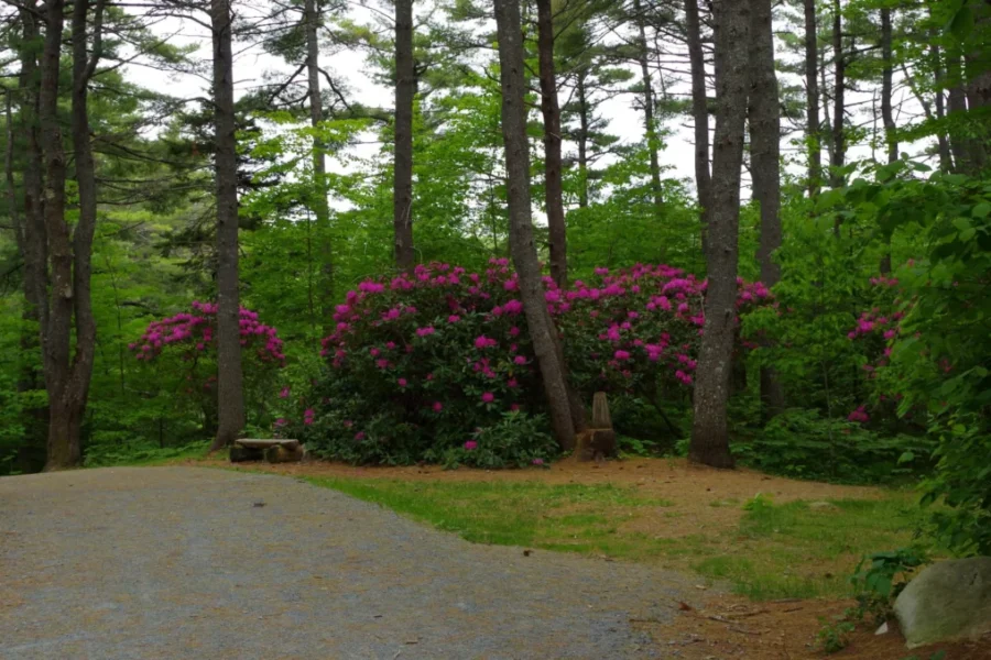 Flower Season