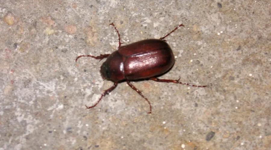 Season Of The Thing That Shouldn’t Fly