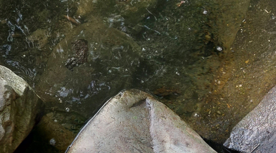 Blue-green algae found several Nova Scotia lakes