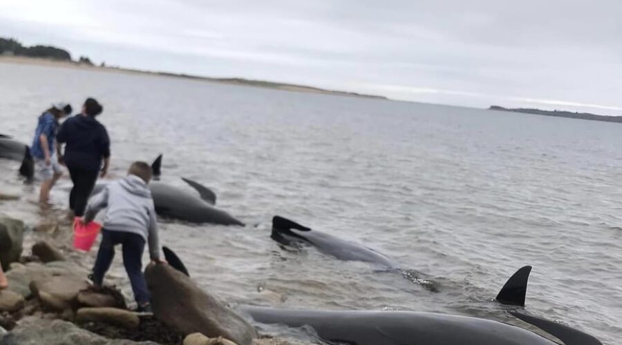 Fisheries officers help save 15 pilot whales in Port Hood