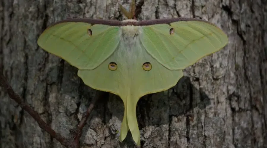 The Beauty In The Night