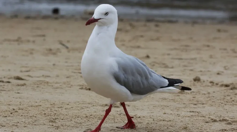 Just Not Good Day To Fly