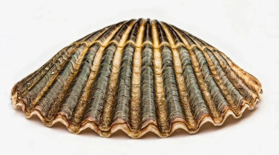 Dancing To A Plate Near You