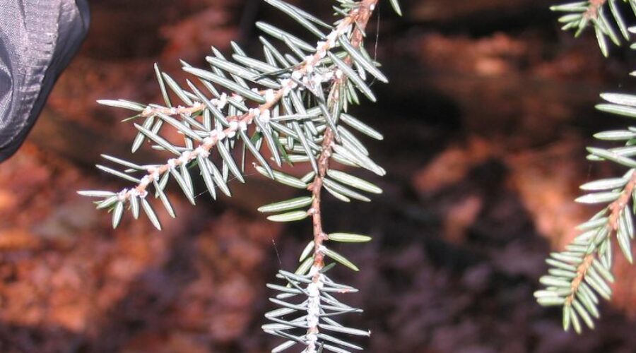 Seminar aimed at stopping spread of hemlock wooly adelgid this Saturday