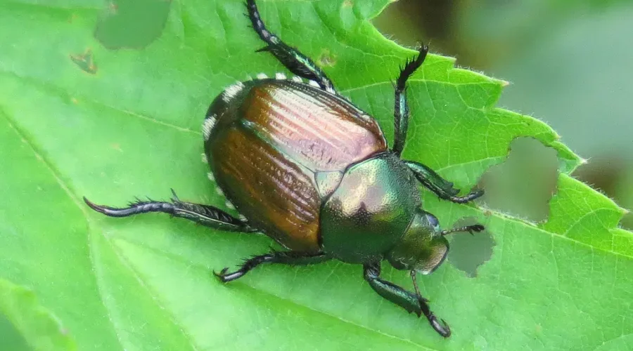 The Invasion Returns